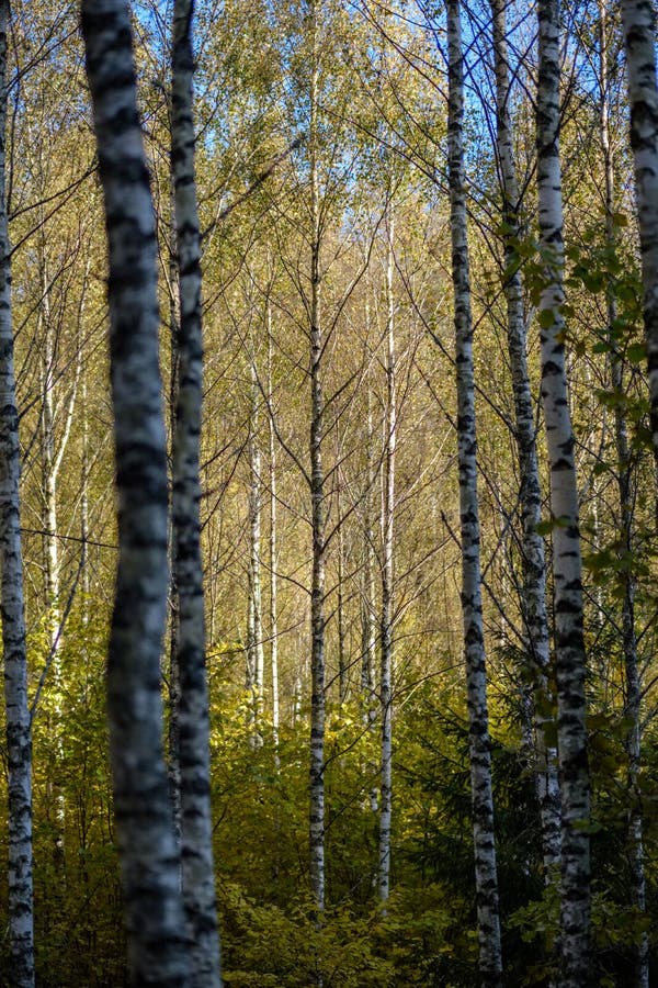 Birch tree lush in colorful autumn forest stock images