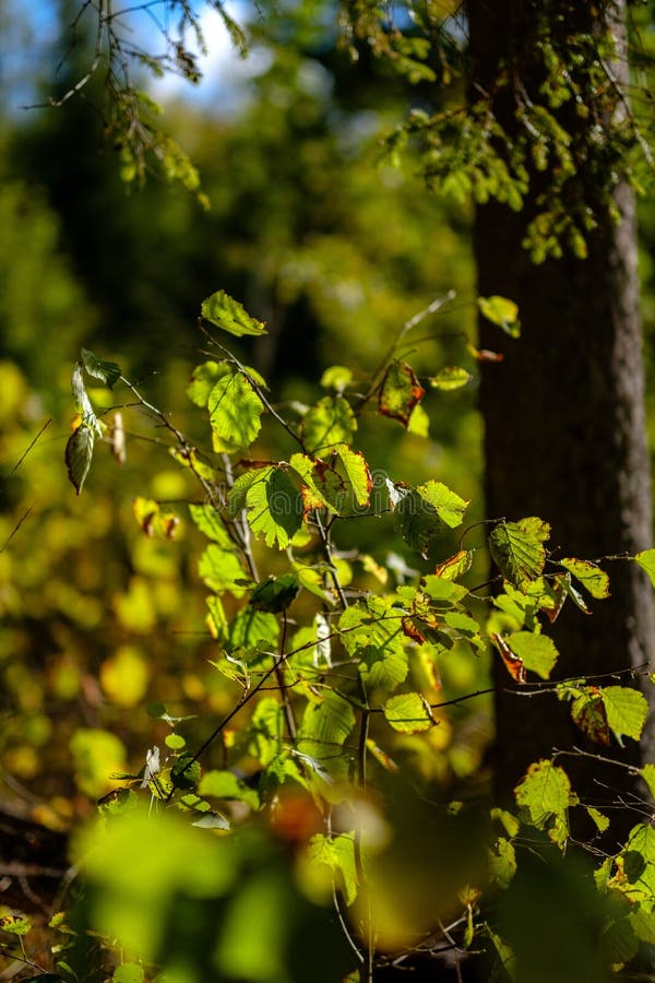 Birch tree lush in colorful autumn forest royalty free stock images
