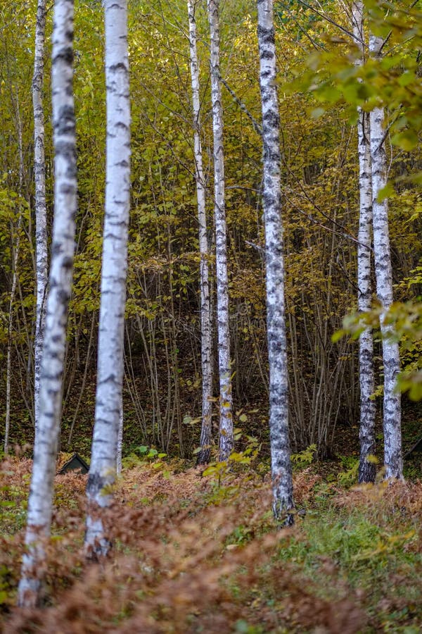 Birch tree lush in colorful autumn forest stock images