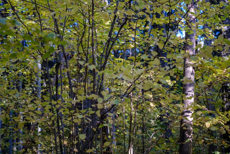 Birch tree lush in colorful autumn forest stock photography