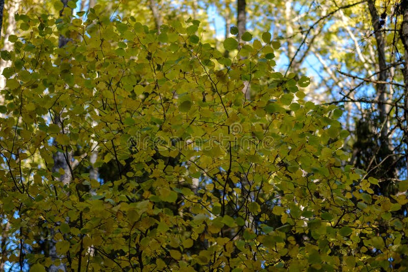 Birch tree lush in colorful autumn forest royalty free stock photography