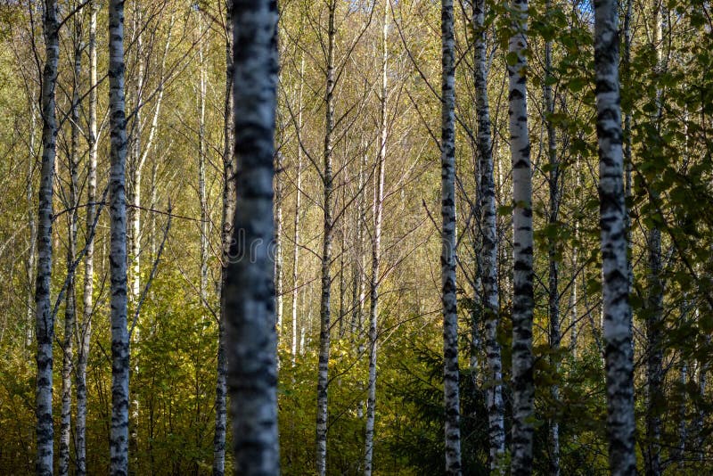 Birch tree lush in colorful autumn forest royalty free stock photography