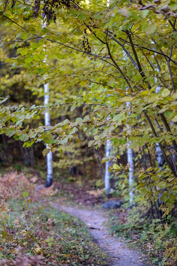 Birch tree lush in colorful autumn forest royalty free stock photo