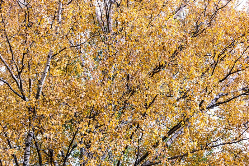 Birch tree park in autumn royalty free stock photography Birch tree park in autumn royalty free stock photography