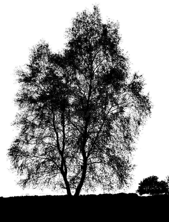 Download Birch Tree Silhouette Isolated Stock Illustration - Image ...