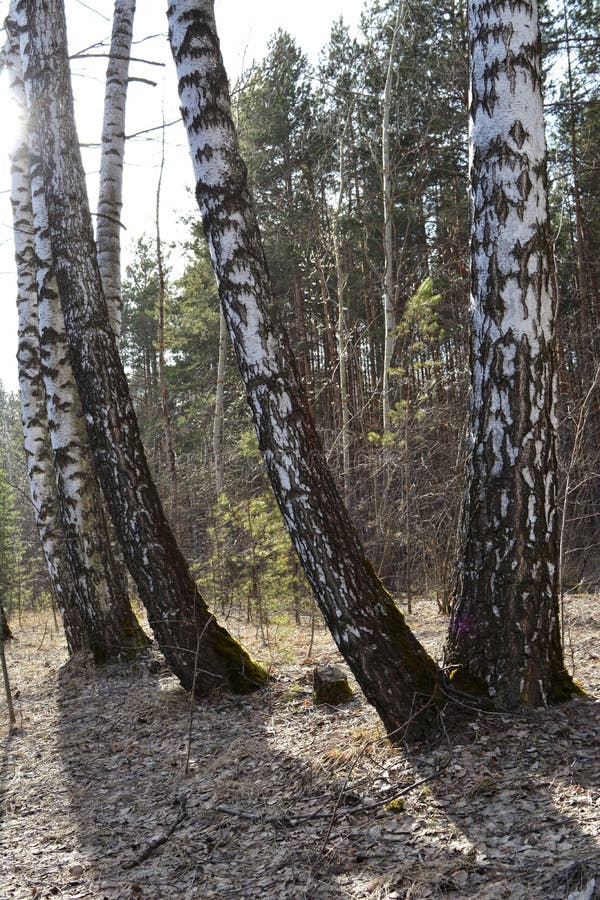 Birch tree trunks on the background of conifer forest in early spring stock photos