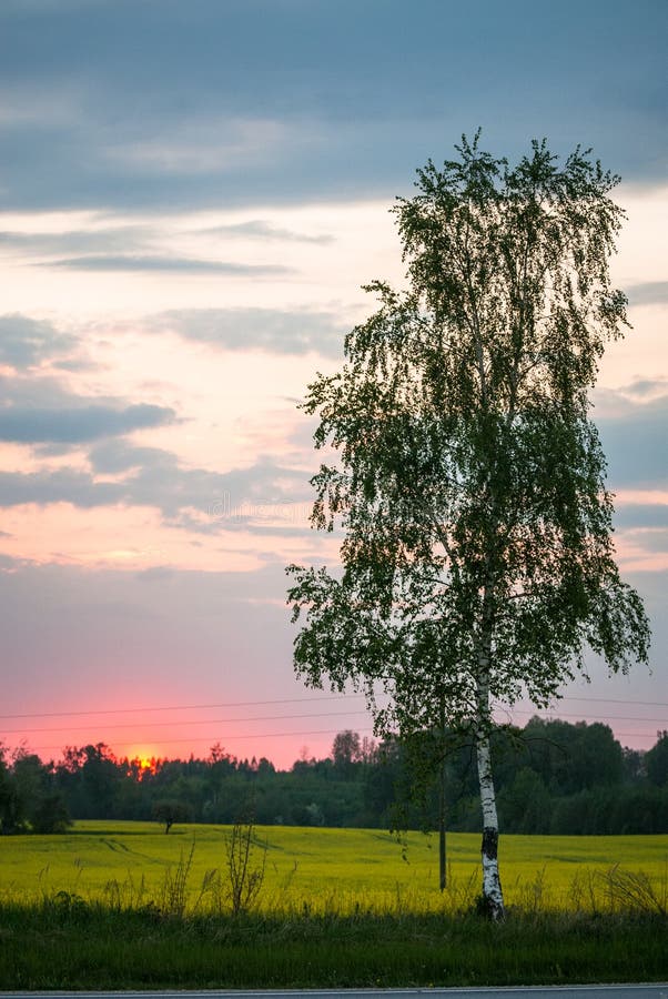 Birch Tree, Yellow Field and a Cloudy Sunset Stock Photo Image of