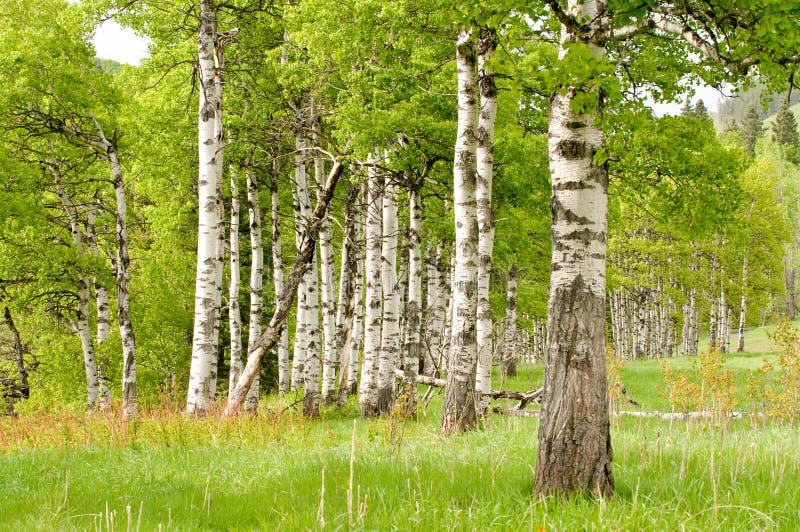 559,752 Birch Tree Royalty-Free Images, Stock Photos & Pictures