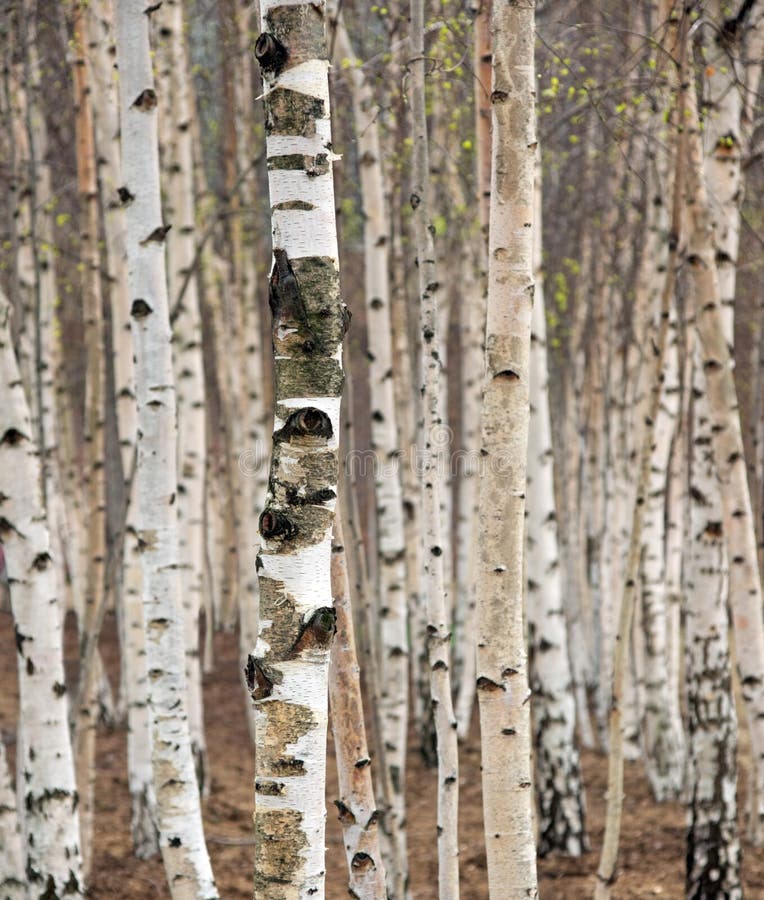 559,752 Birch Tree Royalty-Free Images, Stock Photos & Pictures