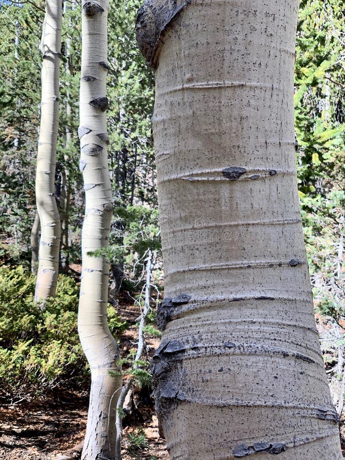 Birch Trees Along the Trails of the Spring Mountains Forest National