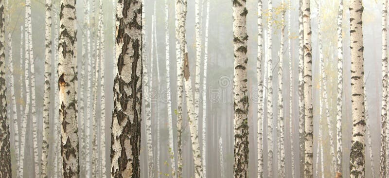 Birch trees in autumn forest in cloudy weather, fall panorama