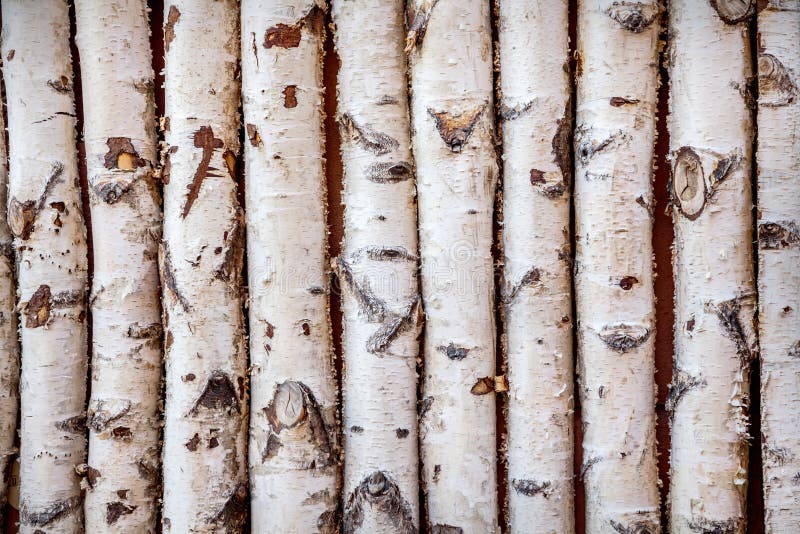 Birch trees stock photography