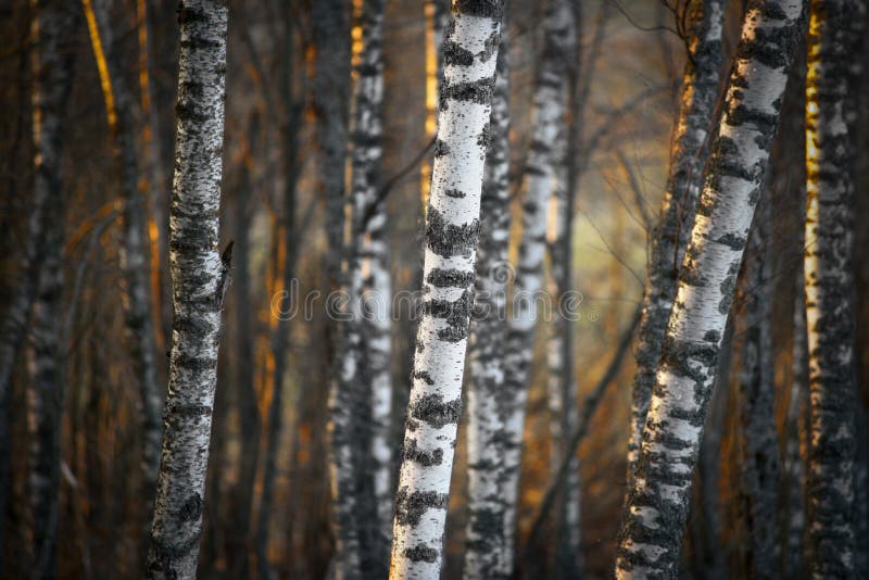 Birch Trees in Evening Light Stock Photo Image of night, orange 19188650
