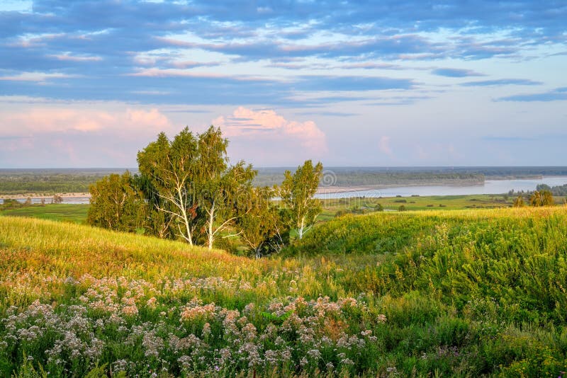 Birch trees among green grass, meadows of flowers, different grass. Illumination by the evening sun