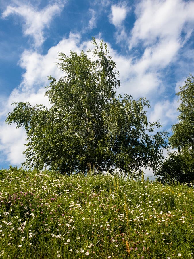 Birch Trees Grow on a Slope, Summer Landscape Stock Image Image of