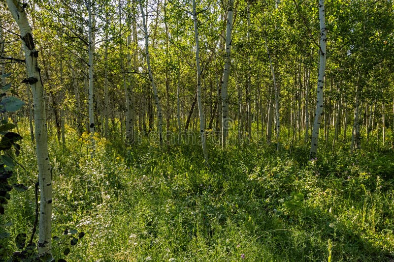 Escape to Kansas: Discover the Serene Beauty of Blasi Campground