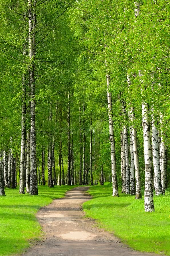 Birch trees stock photo. Image of landscape, light, dark 31274022