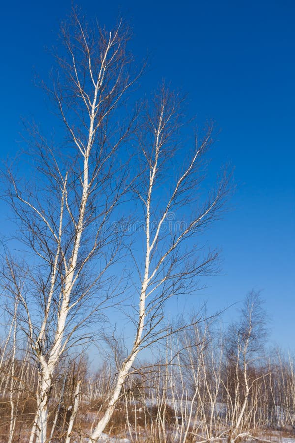 Birch trees in spring time royalty free stock photo