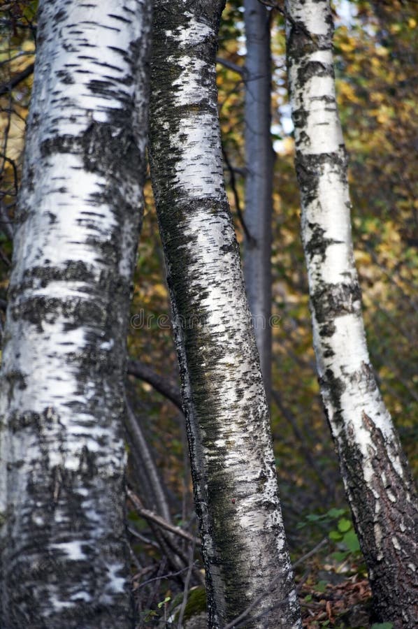 Birch Trees trunk closeup stock image. Image of plant 34721615