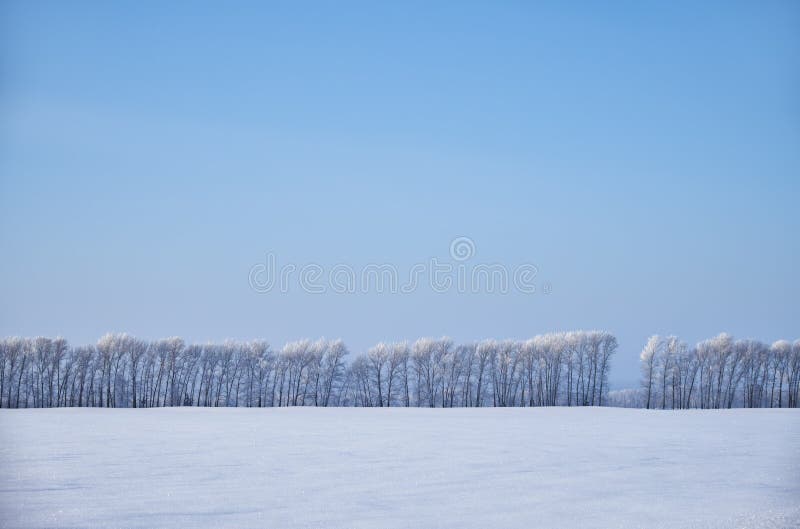 Birch trees under hoarfrost in snow field in winter season