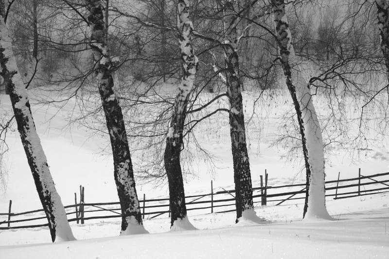 Birch trees in winter covered by snow