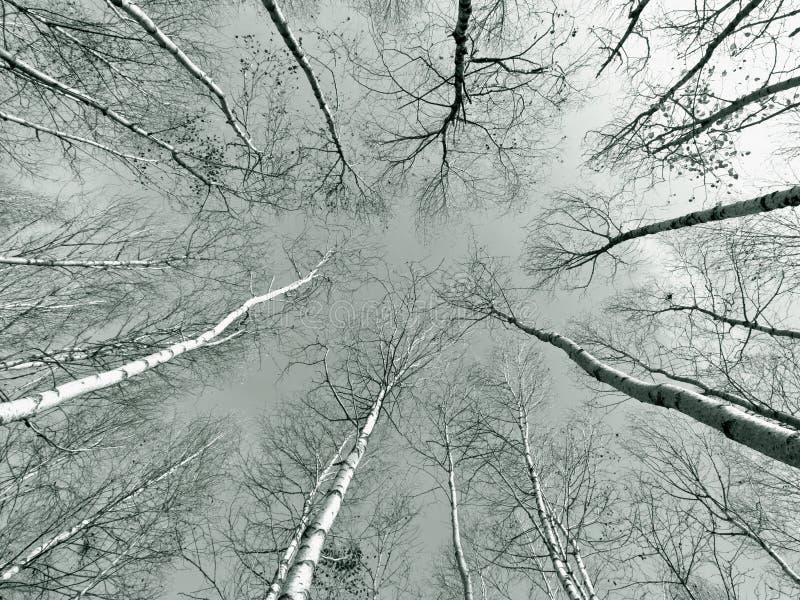 Bajo ángulo de abedul árboles en madera buscando arriba sobre el un árbol tableros países.
