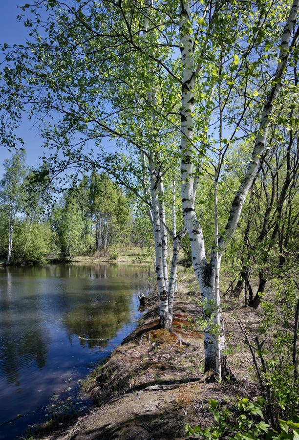 Birch Trees with Young Foliage on the Shore of a Forest Pond on a Clear