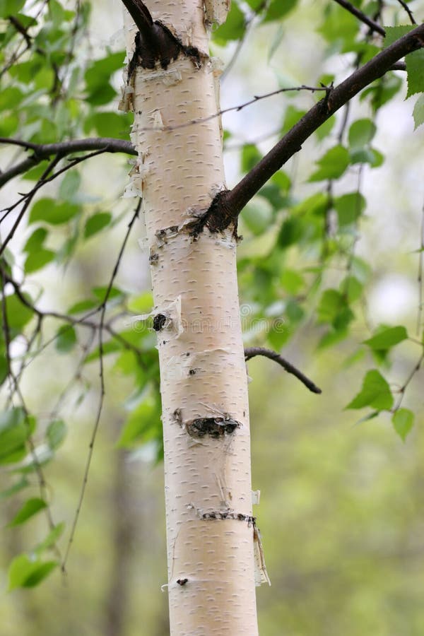 Birch trunk stock image. Image of color, foliage, nature 826769
