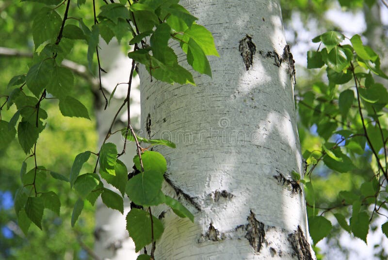 Birch Trunk with Leaves in Nature Stock Photo Image of outdoors