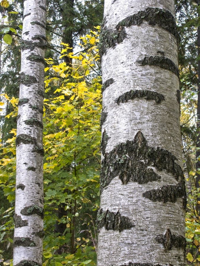 Birch trunks in forest