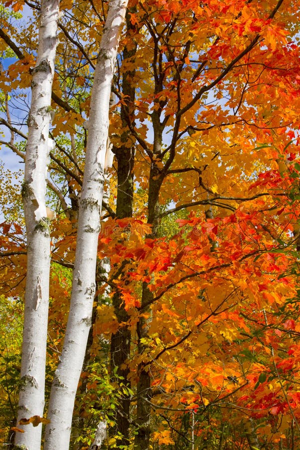 Birch Trunks and October Maple