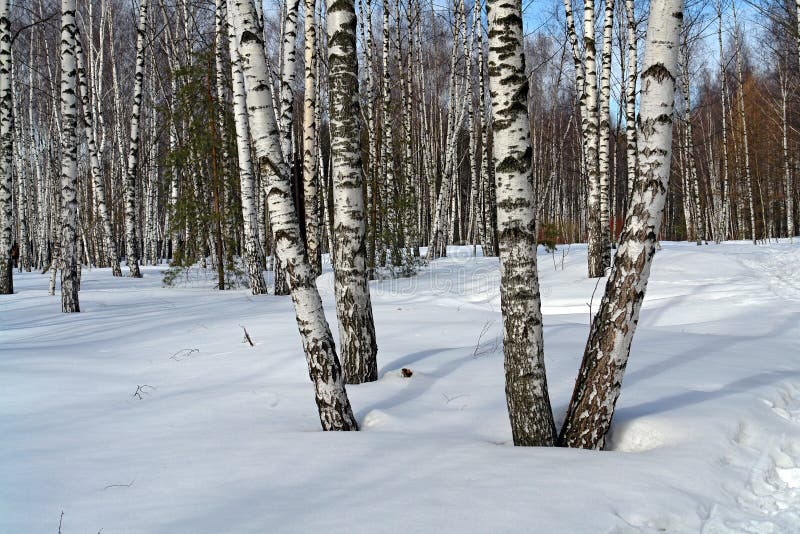 Birch wood.