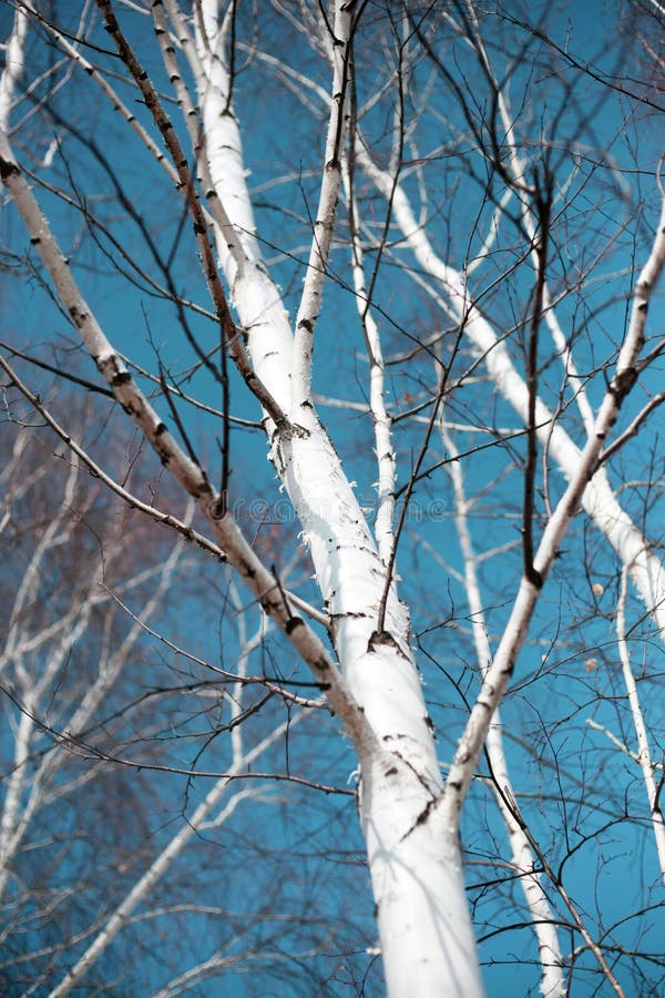 The birch tree stock image. Image of landscape, tree 102416395