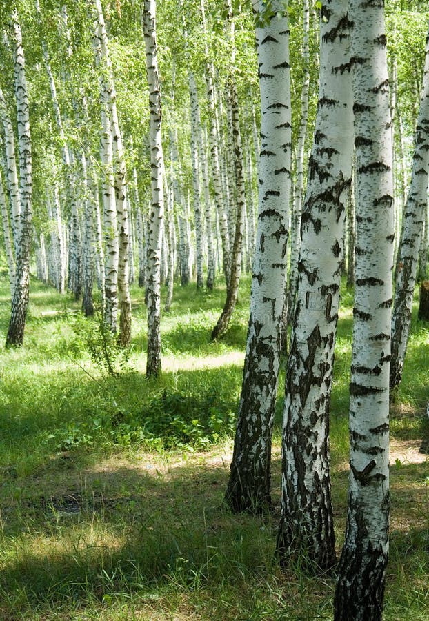 Birches