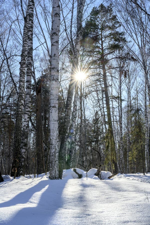Birches and pines in the forest cast shadows on the snow from the bright sun rays in winter royalty free stock photography
