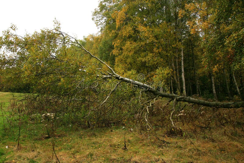 Birches trees on the autumn forest royalty free stock photos Birches trees on the autumn forest royalty free stock photos