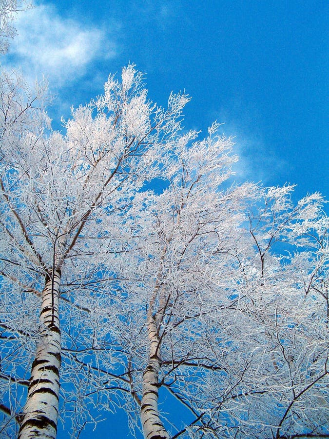 Betulle, in inverno, di pentecoste su un cielo azzurro naturale.