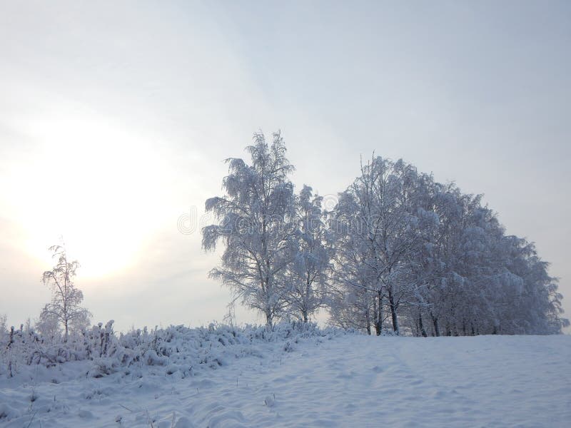 Birchs.Field.Snow Belarus. Minsk District Stock Image Image of time