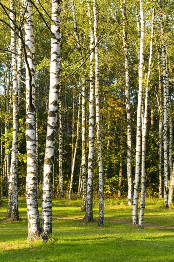 Birchwood stock image. Image of grove, nature, woods 15126035