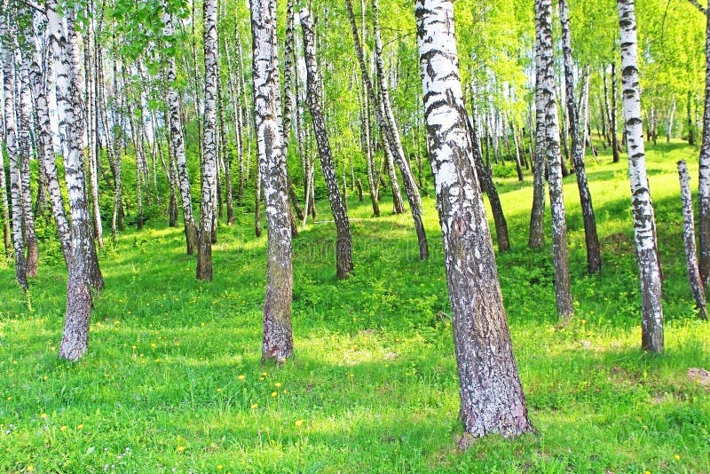 Green birchwood stock image. Image of solarly, birchwood 60591141