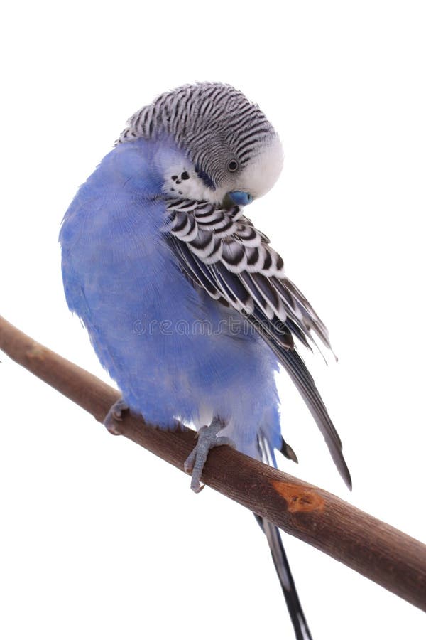 Blue Budgie Parrot Pet Bird Stock Photo Image of blue, cute 30755722