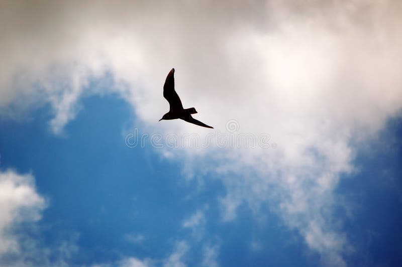 Pájaro en el cielo nubes.