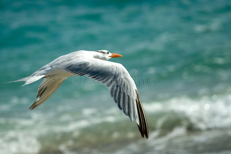 Seagull bird in flight