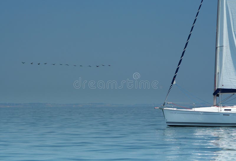 Bird above silent water and white yacht.