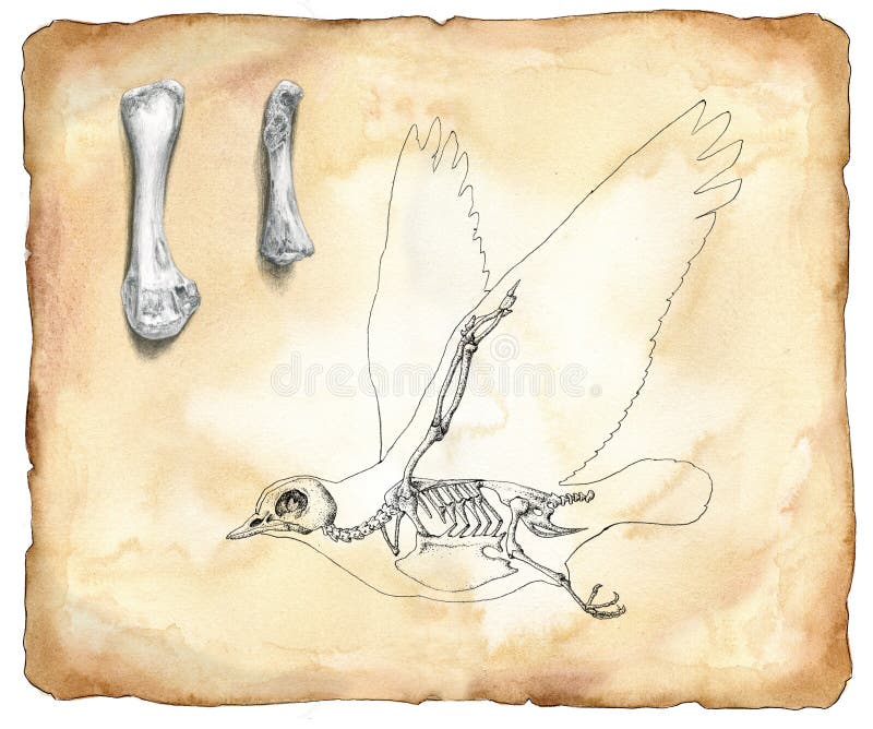 Skeleton Bird: Over 4,756 Royalty-Free Licensable Stock Vectors & Vector  Art | Shutterstock