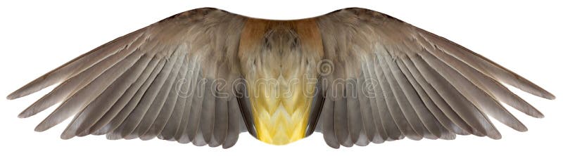 Bird or Angel Feather Wings Isolated