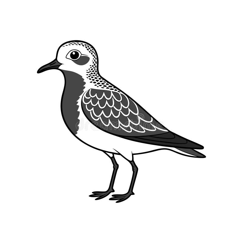 Bird Arwork von BlackBellied Plover stock abbildung