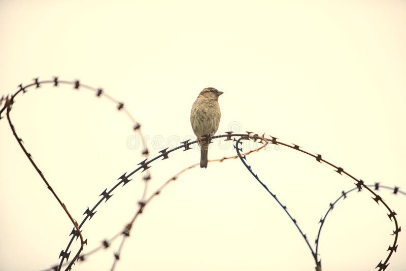 Bird on Barbed Wire stock photo. Image of wire, barbed 117022828
