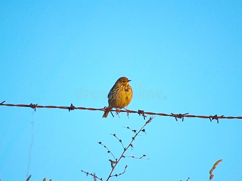 Bird on a barbed wire stock image. Image of melodious 79213001