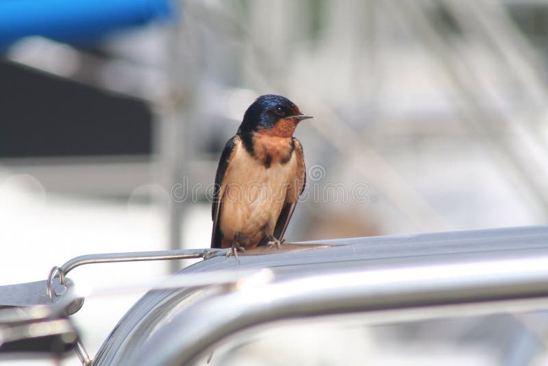 Bird, Barn Swallow stock photo. Image of boat, sitting 54277214